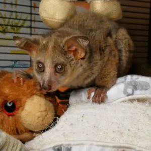 💖 Sibi – Weibliches Buschbaby (Galago)