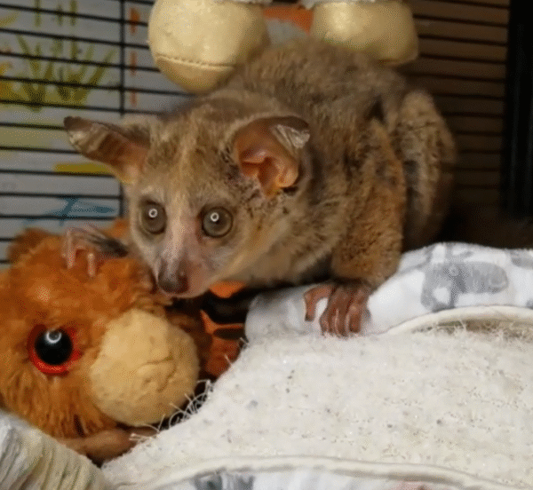 💖 Sibi – Weibliches Buschbaby (Galago)