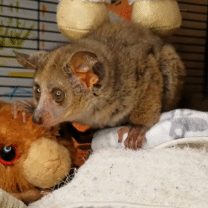 💙 Simon – Männlicher Galago (Bushbaby)