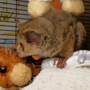 💙 Muchi – Männliches Buschbaby (Galago)