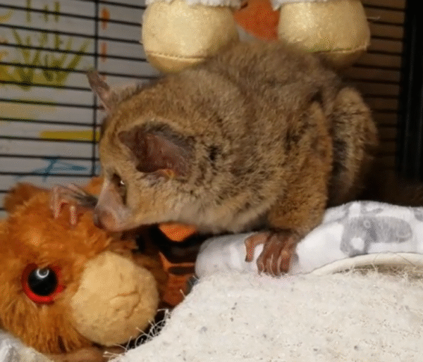 💙 Muchi – Männliches Buschbaby (Galago)