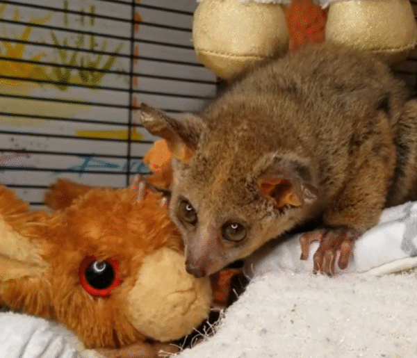 💙 Muchi – Männliches Buschbaby (Galago) - Image 2