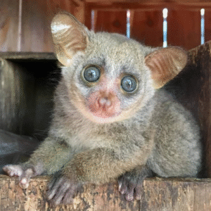 💖 Akila – Weibliches Buschbaby (Galago)