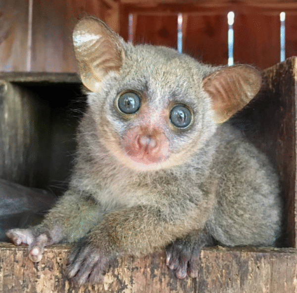 💖 Akila – Weibliches Buschbaby (Galago)