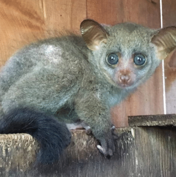 💖 Akila – Weibliches Buschbaby (Galago) - Image 2
