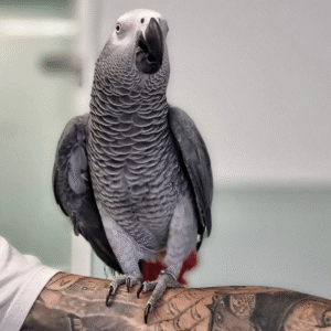 🦜 2 Jahre alter – Männlicher Graupapagei