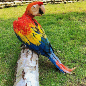 🦜 3 Monate alte – Weibliche Hellrote Ara Papagei