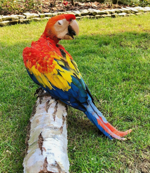 🦜 3 Monate alte – Weibliche Hellrote Ara Papagei