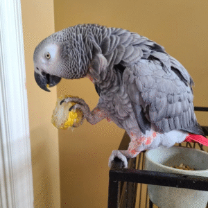 🦜 2 Jahre alte – Weibliche Graupapagei