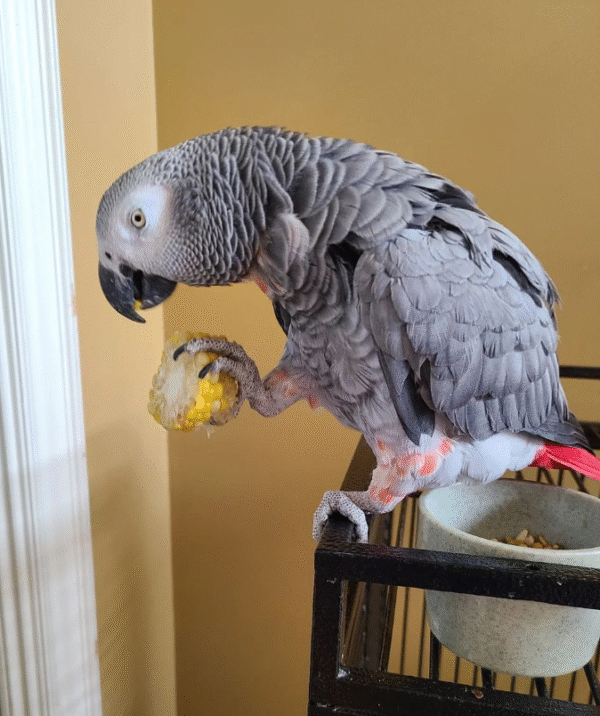 🦜 2 Jahre alte – Weibliche Graupapagei