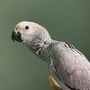 🦜 06 Monate alter – Männlicher Graupapagei