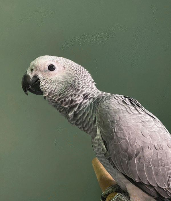 🦜 06 Monate alter – Männlicher Graupapagei
