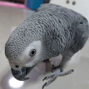 🦜 09 Monate alte – Weibliche Graupapagei