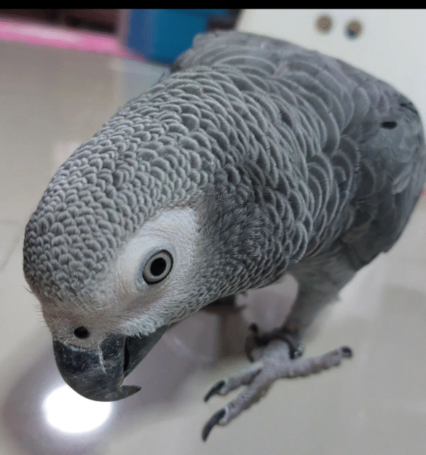 🦜 09 Monate alte – Weibliche Graupapagei