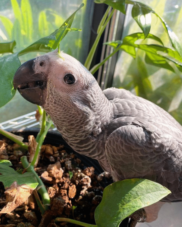🦜 06 Monate alter – Männlicher Graupapagei - Image 3