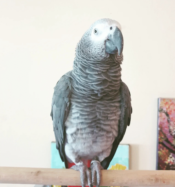 🦜 09 Monate alter – Männlicher Graupapagei - Image 2