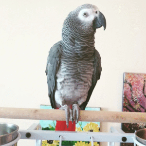 🦜 09 Monate alter – Männlicher Graupapagei