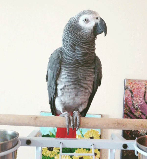 🦜 09 Monate alter – Männlicher Graupapagei